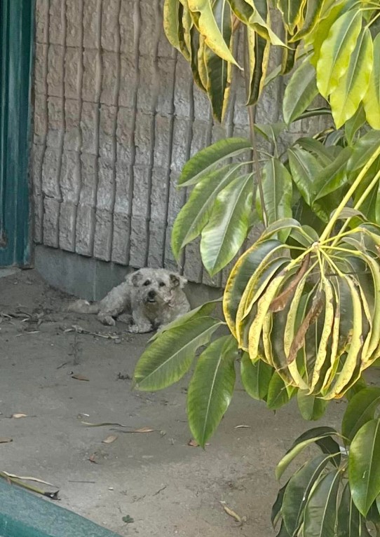 a white dog hides from the sun and lies on the pavement