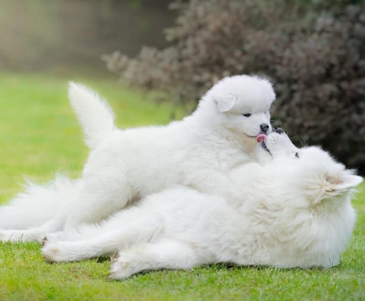 a white dog licks its puppy