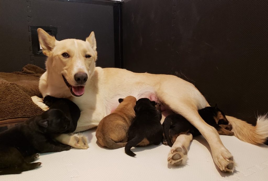 a white dog lies down while its puppies suckle it