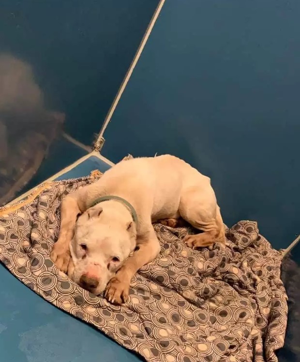 a white dog lies on a colorful blanket