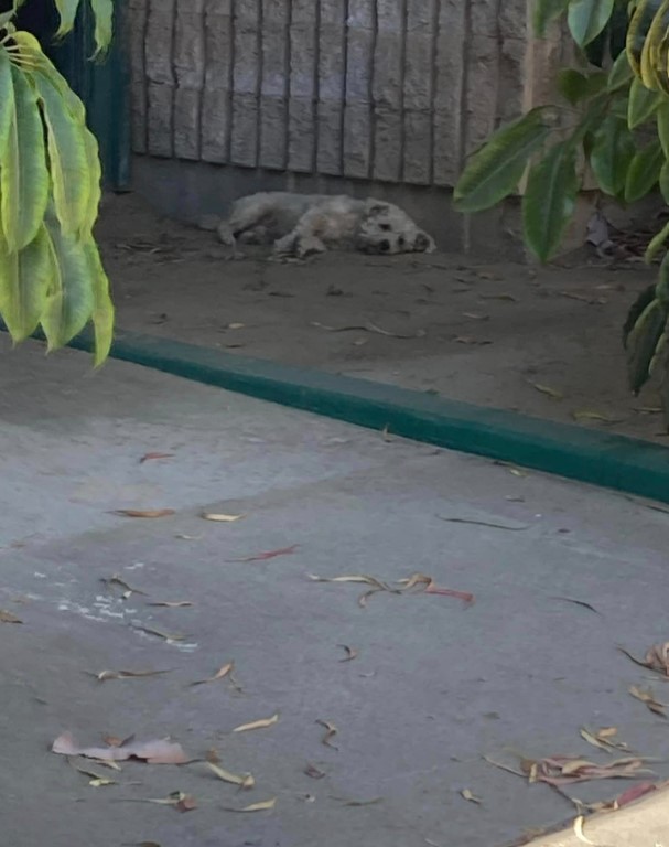 a white dog lies on the sidewalk in the shade