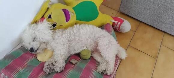 a white dog sleeps on a blanket on the floor