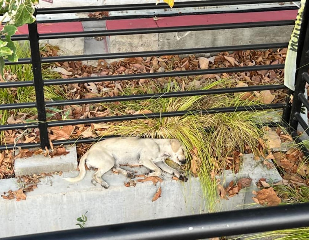 a white dog sleeps on the wall