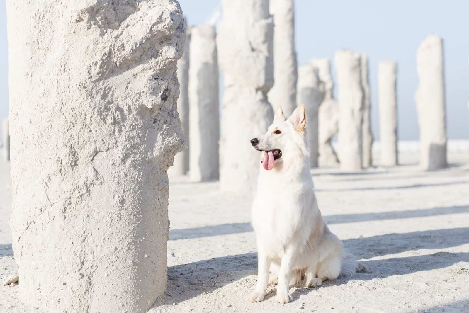 a white german shepherd