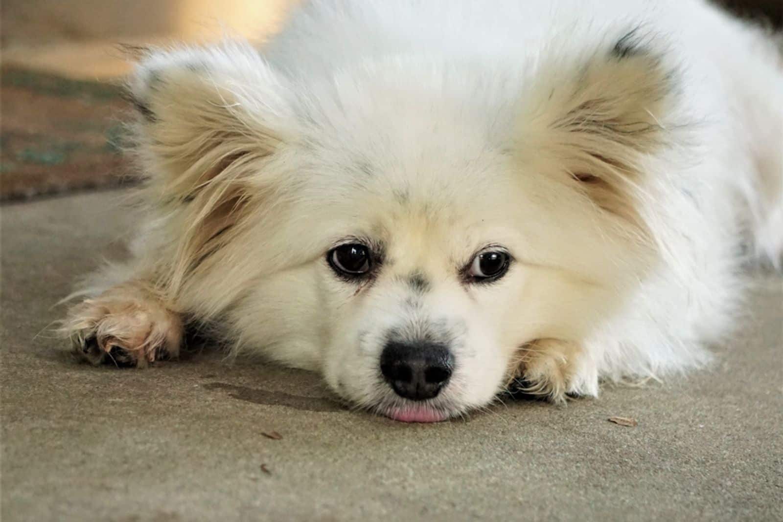 A white Maltipom