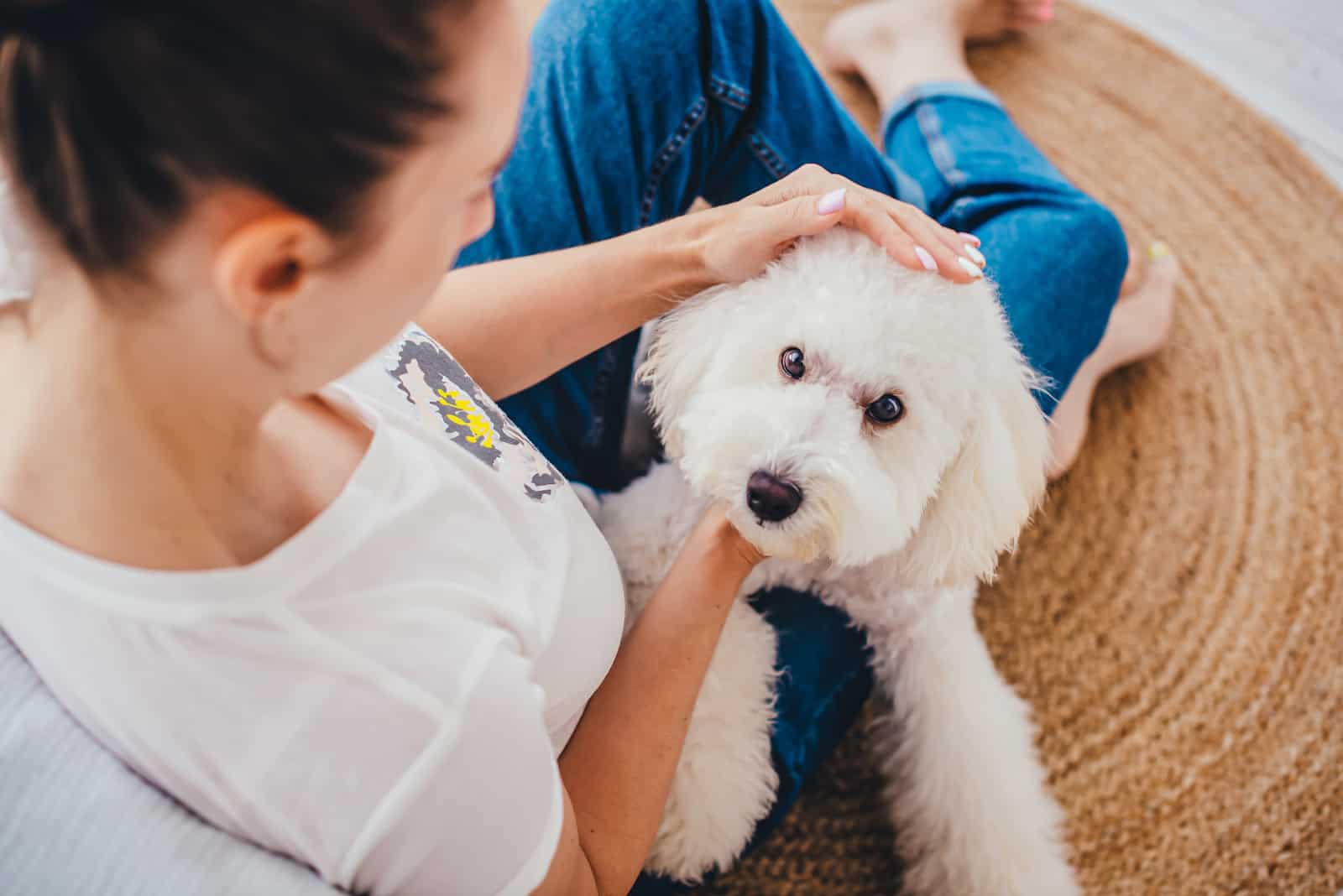 awhite poodle sits on the lap of the owners girl