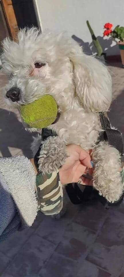 a white poodle with a green ball in its mouth