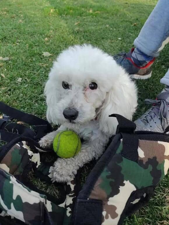 a white poodle with a green ball lies on the lawn