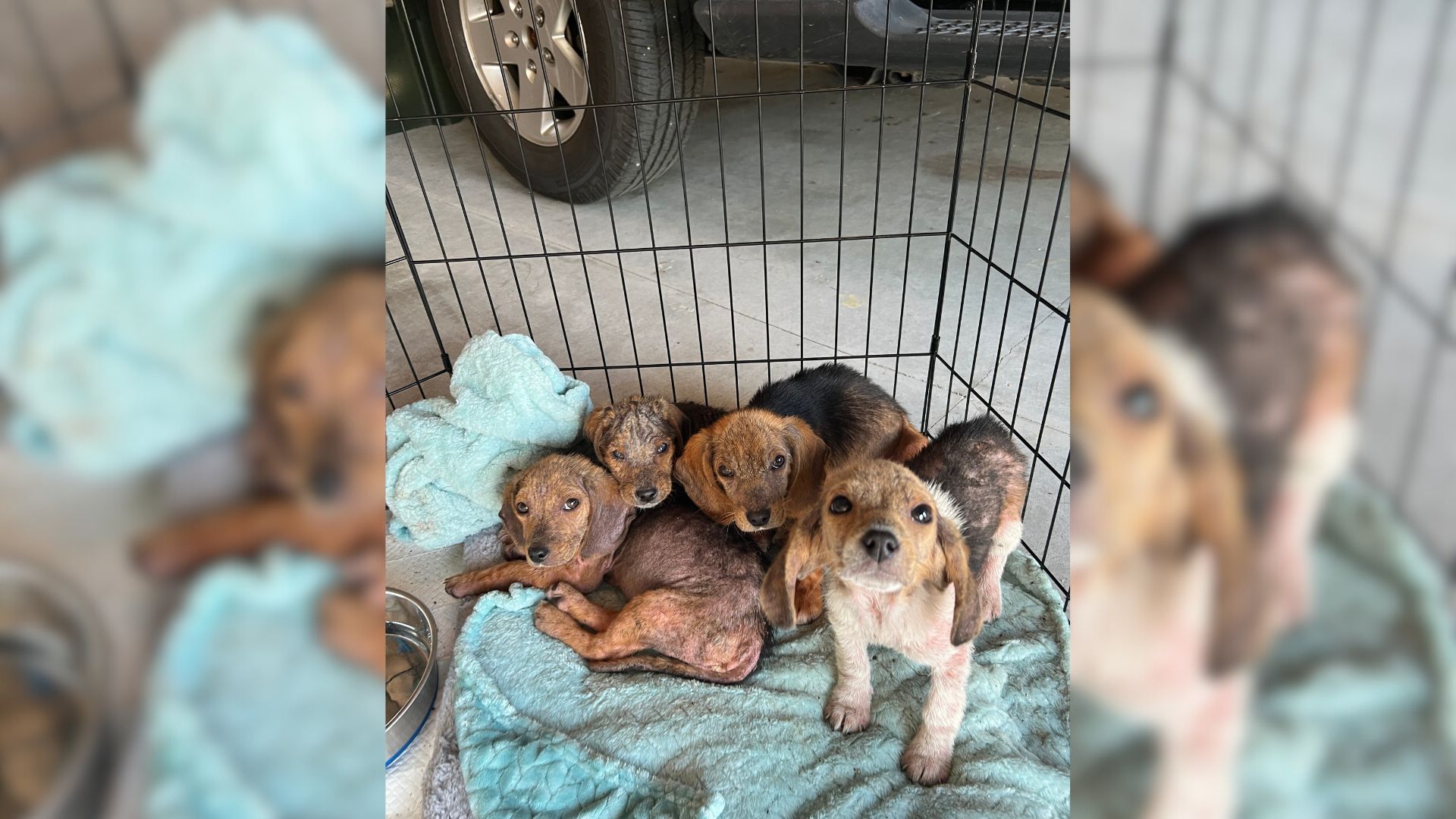 Rescuers Couldn’t Believe Their Eyes When They Found A Litter Of Puppies Abandoned In A Dumpster