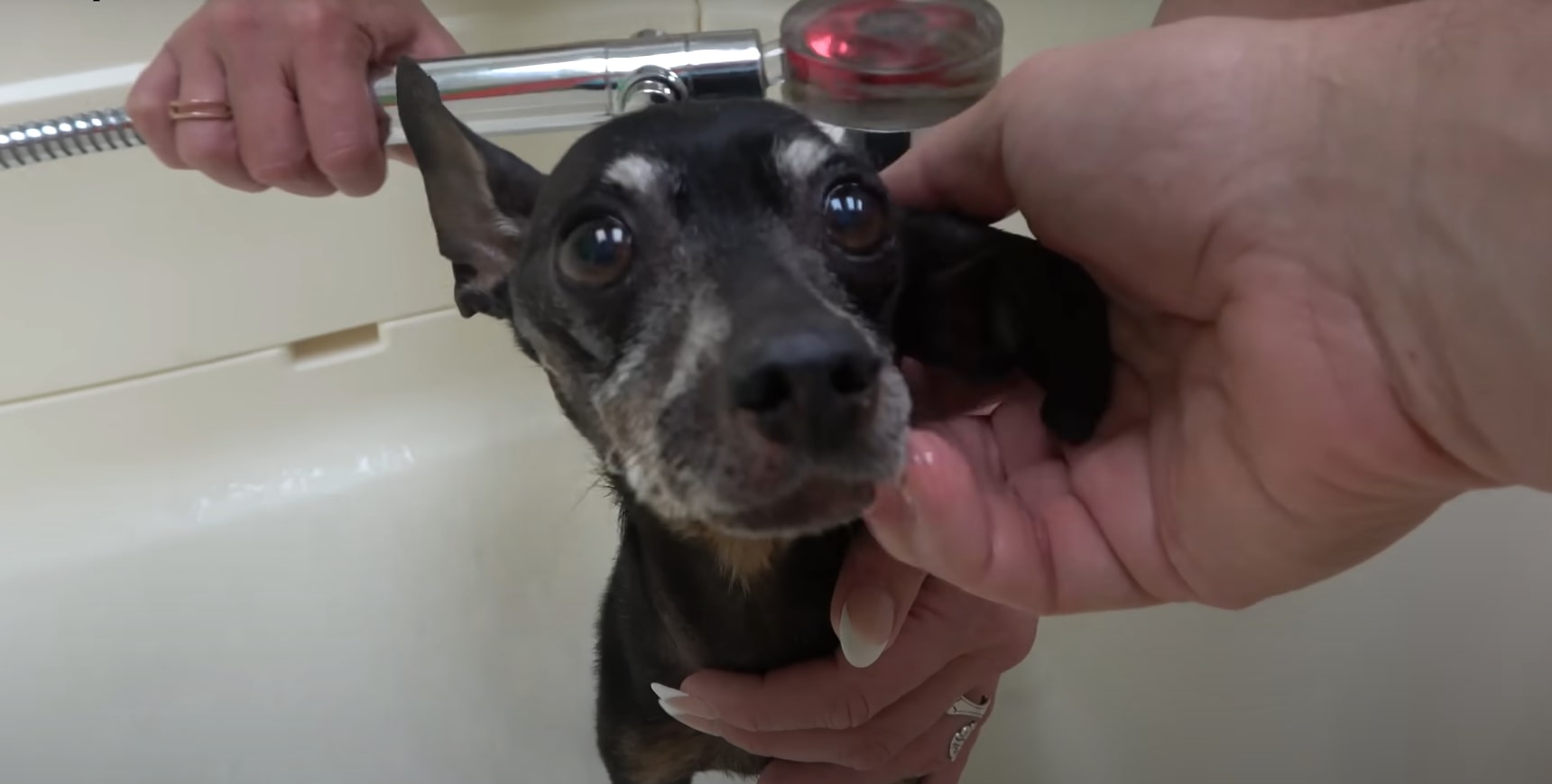 a woman bathes a frightened dog in a bathtub