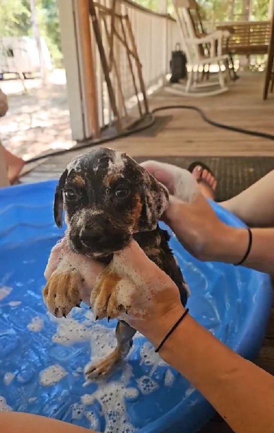 a woman bathes a rescued puppy