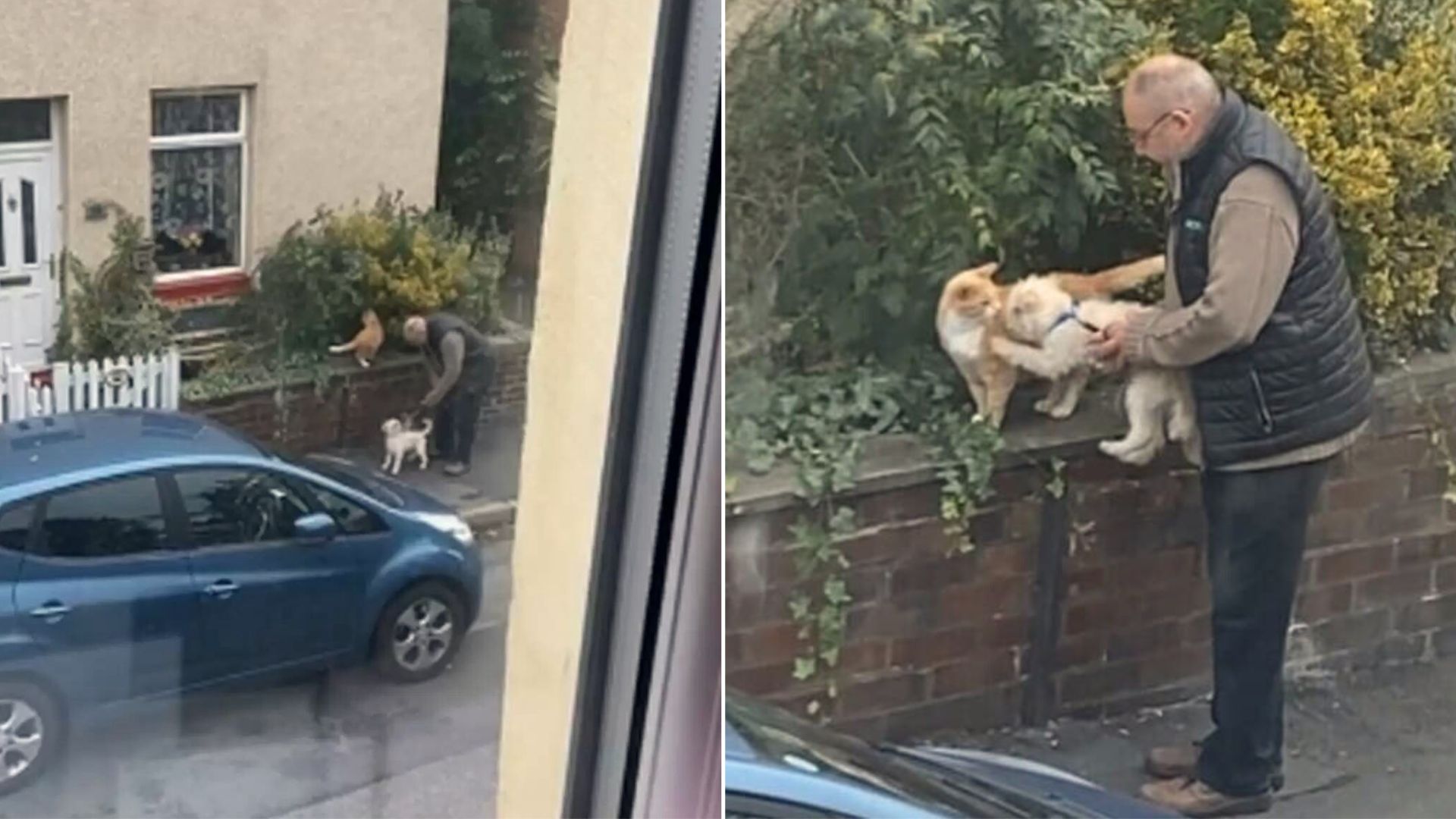 A Woman Captures A Heartwarming Moment Of A Man Helping His Dog Befriend A Cat