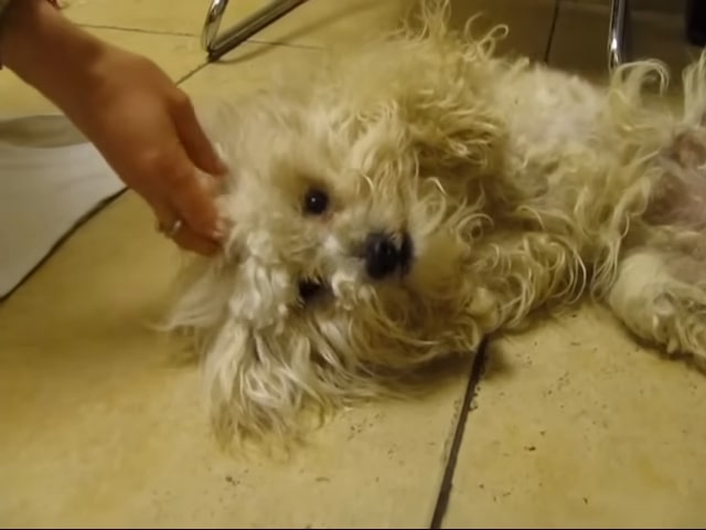 a woman caresses a dog that has just woken up