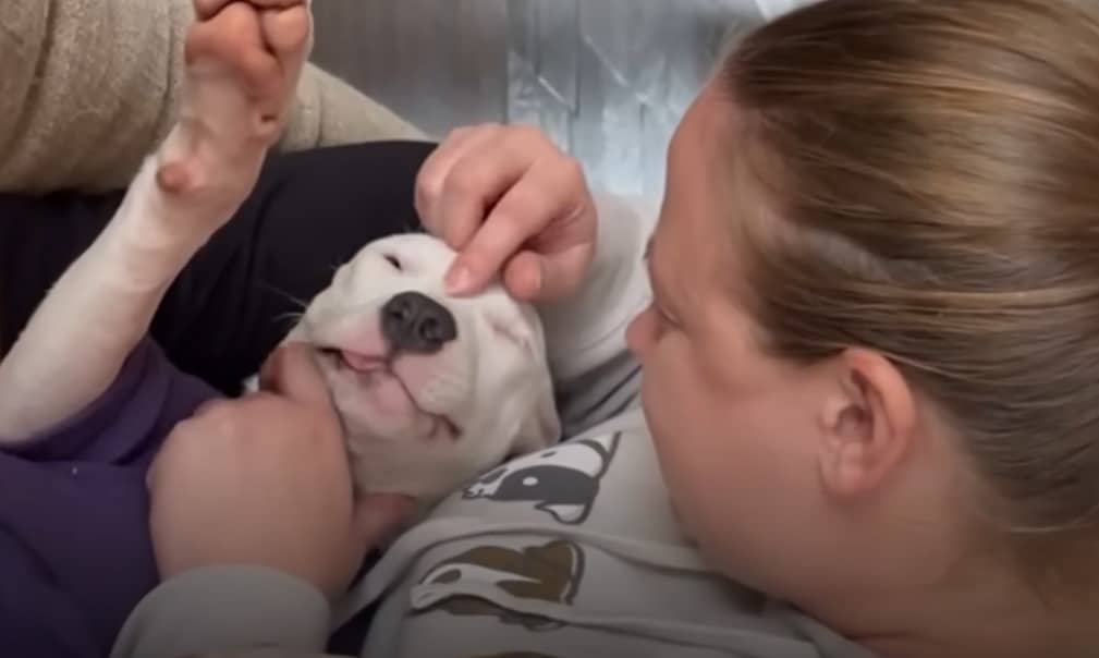 a woman caresses a dog with cat ears