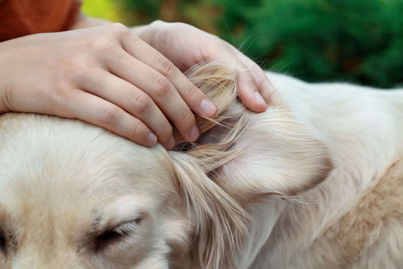 a woman cleans a labrador's ear