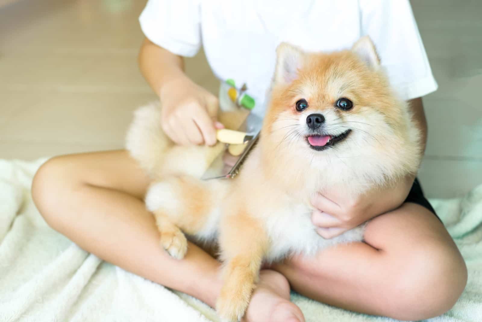 a woman combs a pomeranian