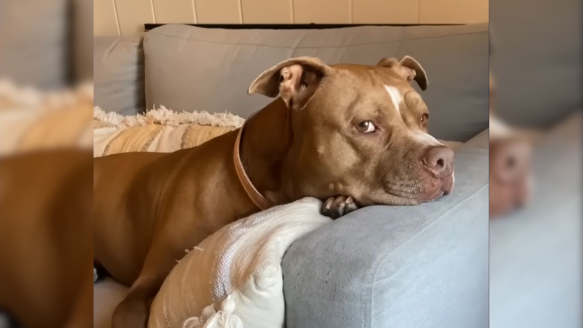 This Woman Saved A Pittie And Learned That She Has A Very Unusual Fear