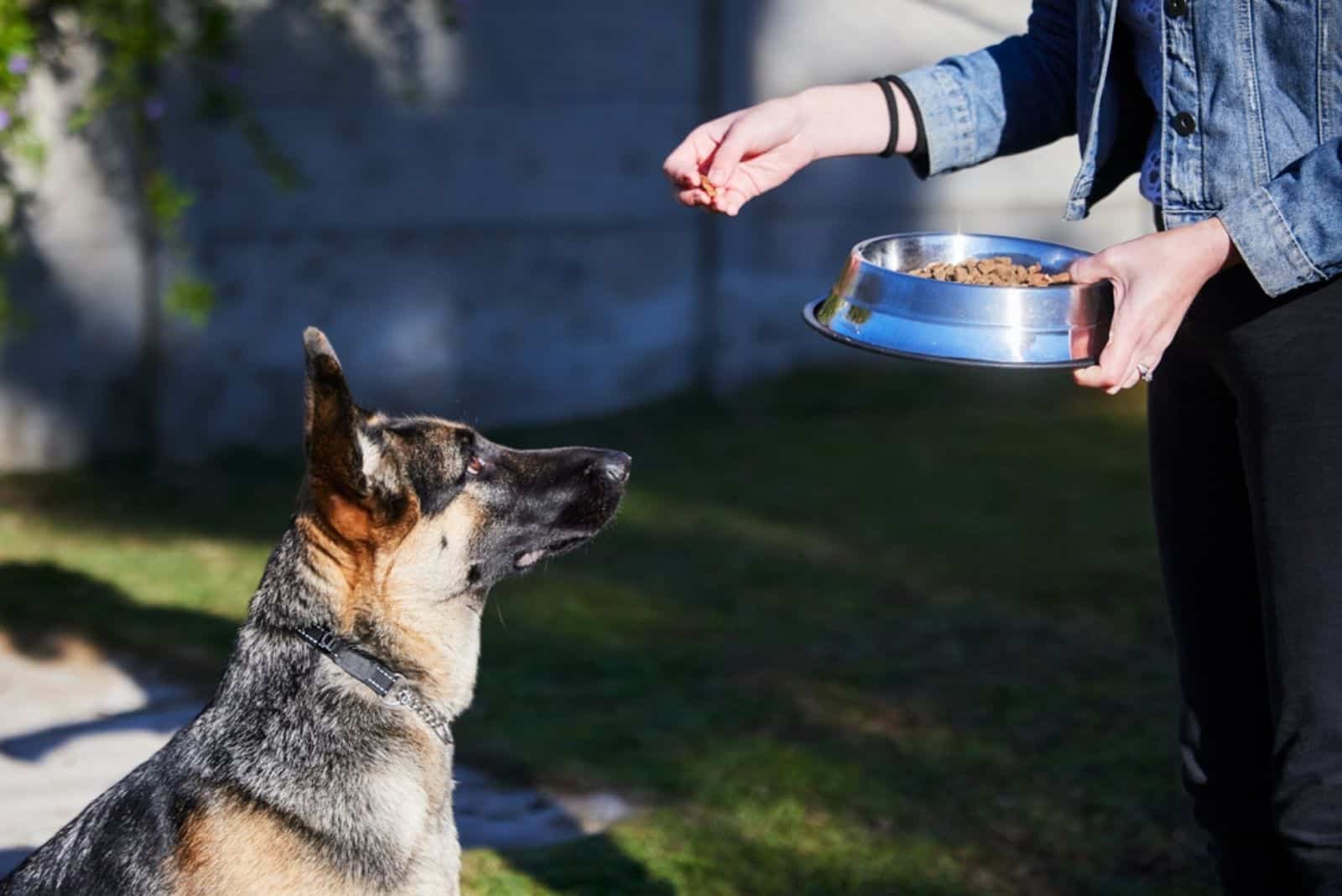 a woman feeds a German shepherd