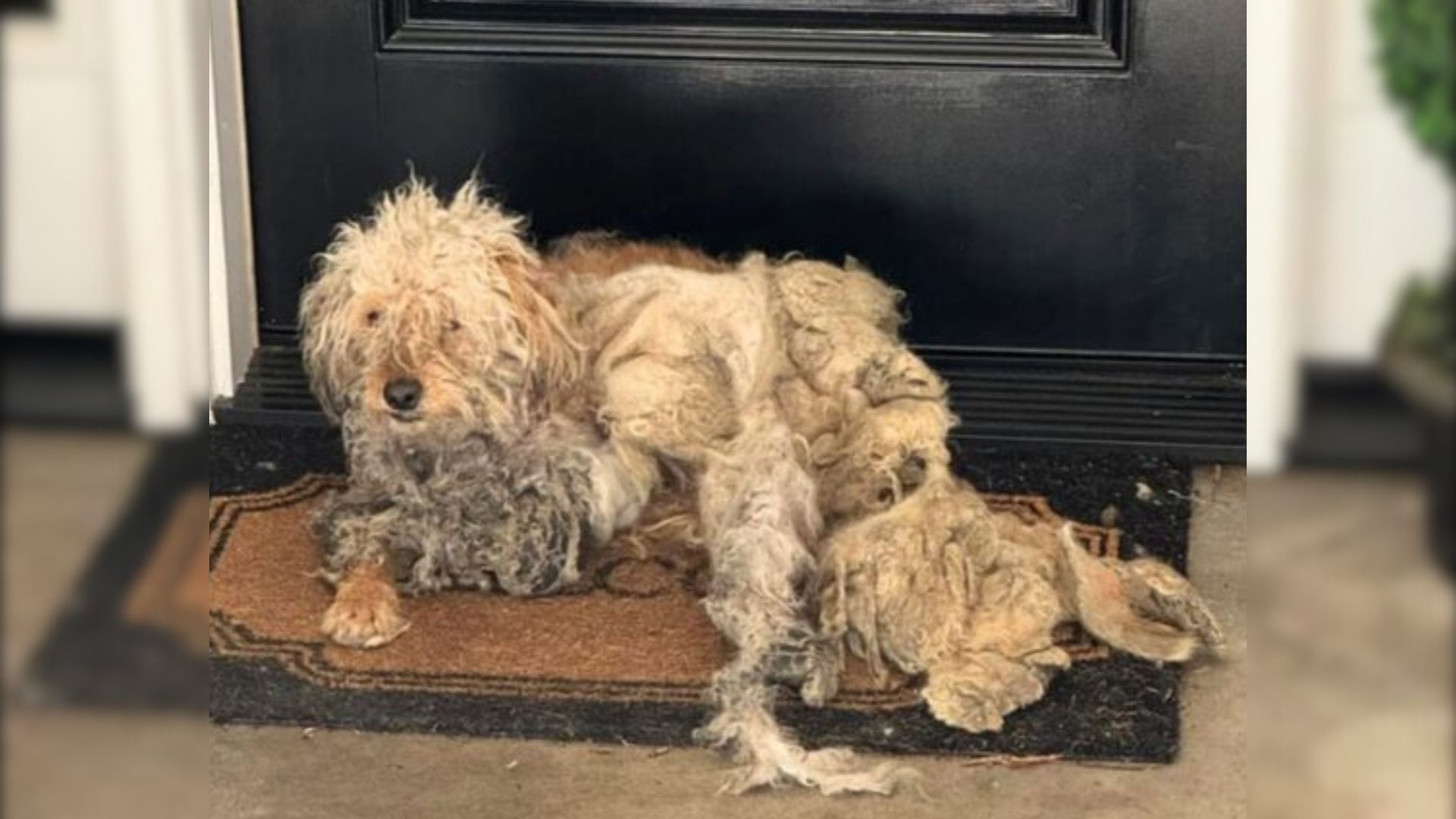 A Woman Found A Dog In Desperate State On Her Doorstep, But Soon A Miracle Happened