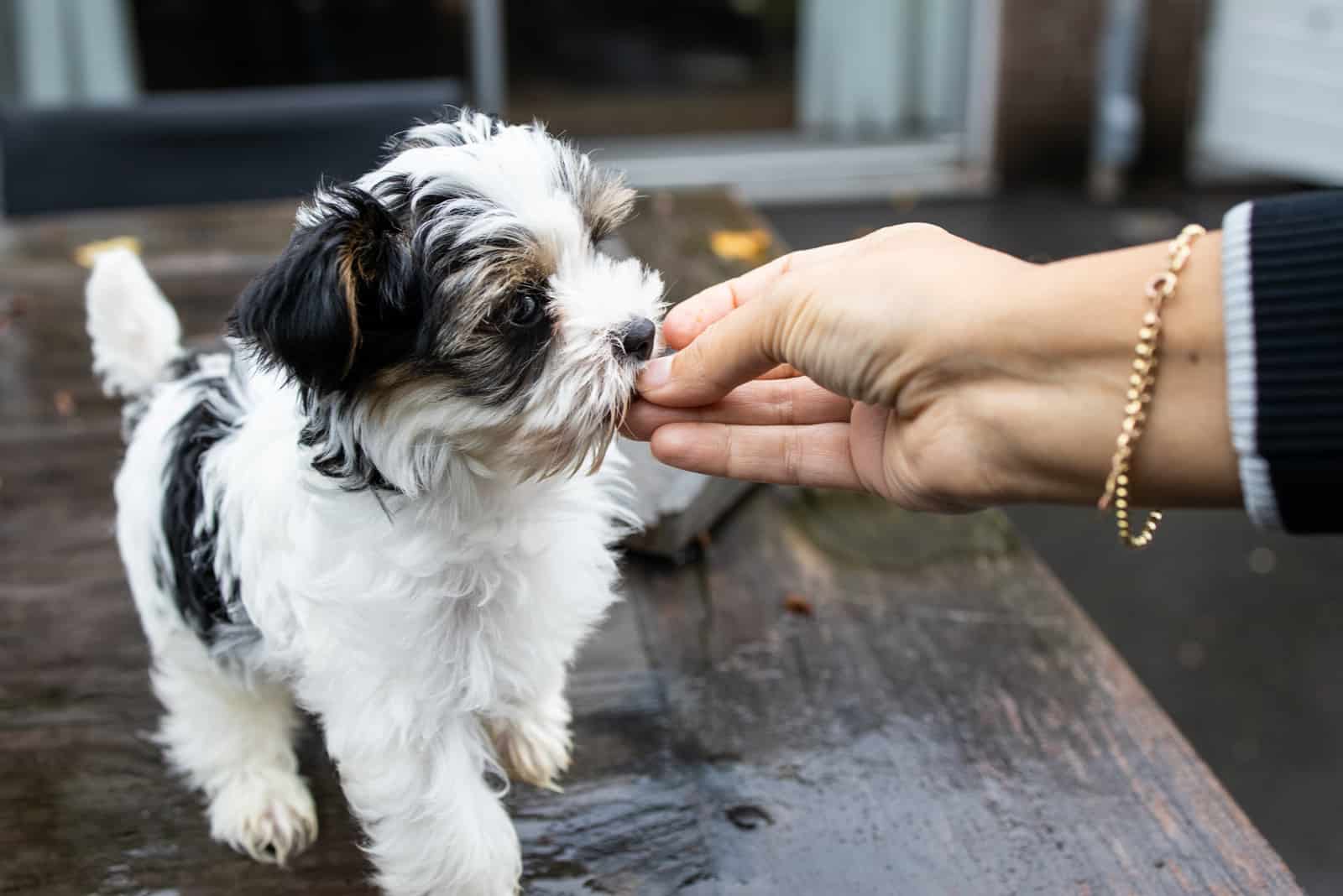 a woman giving a treat Biewer Terrier