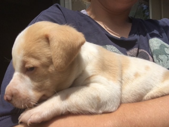 a woman holds a puppy in her arms