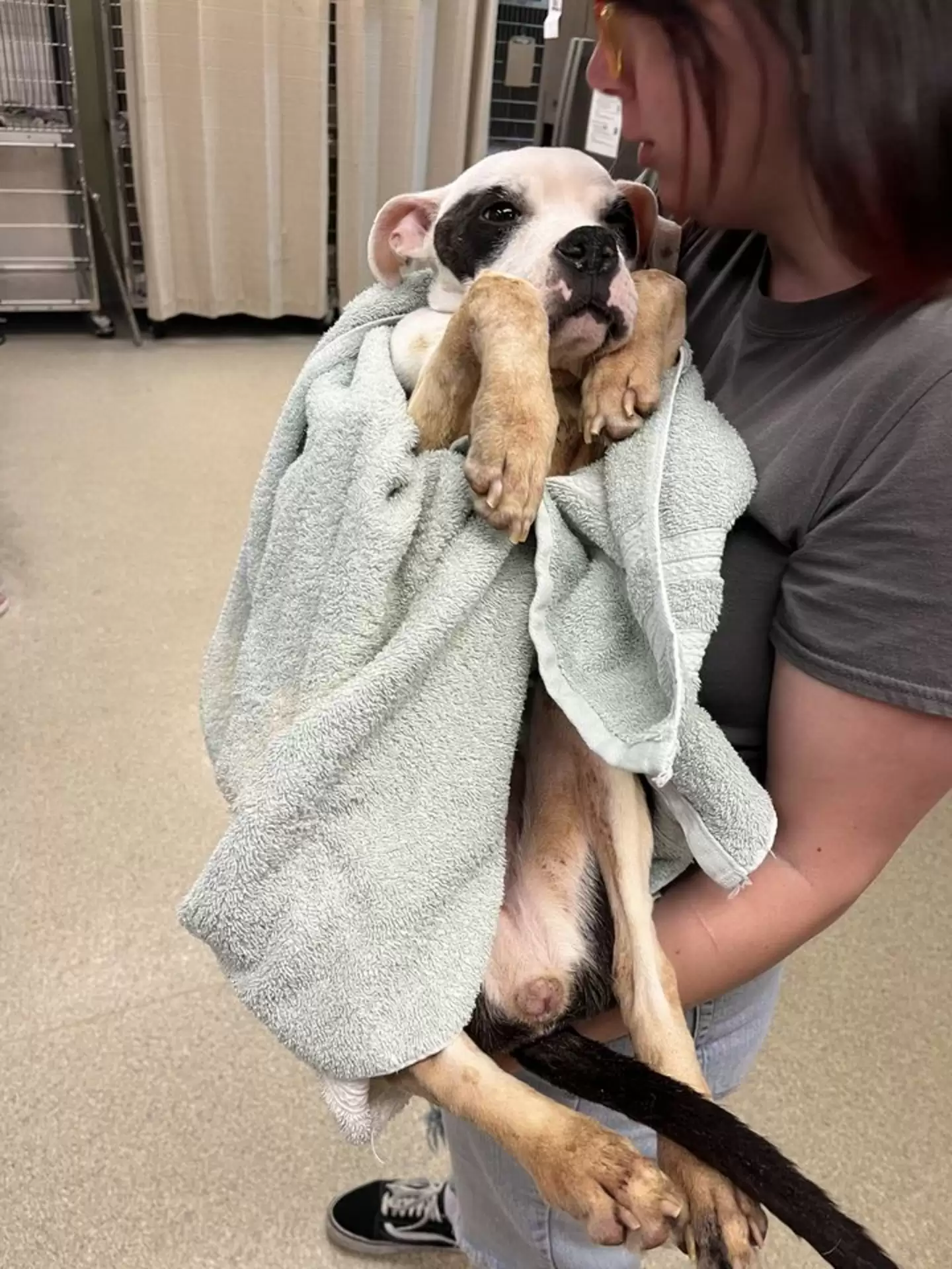 a woman holds a starving dog in her arms