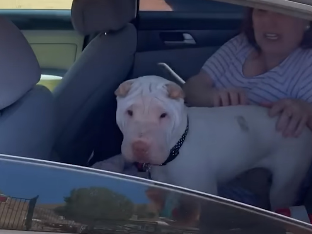 a woman in a car with a dog