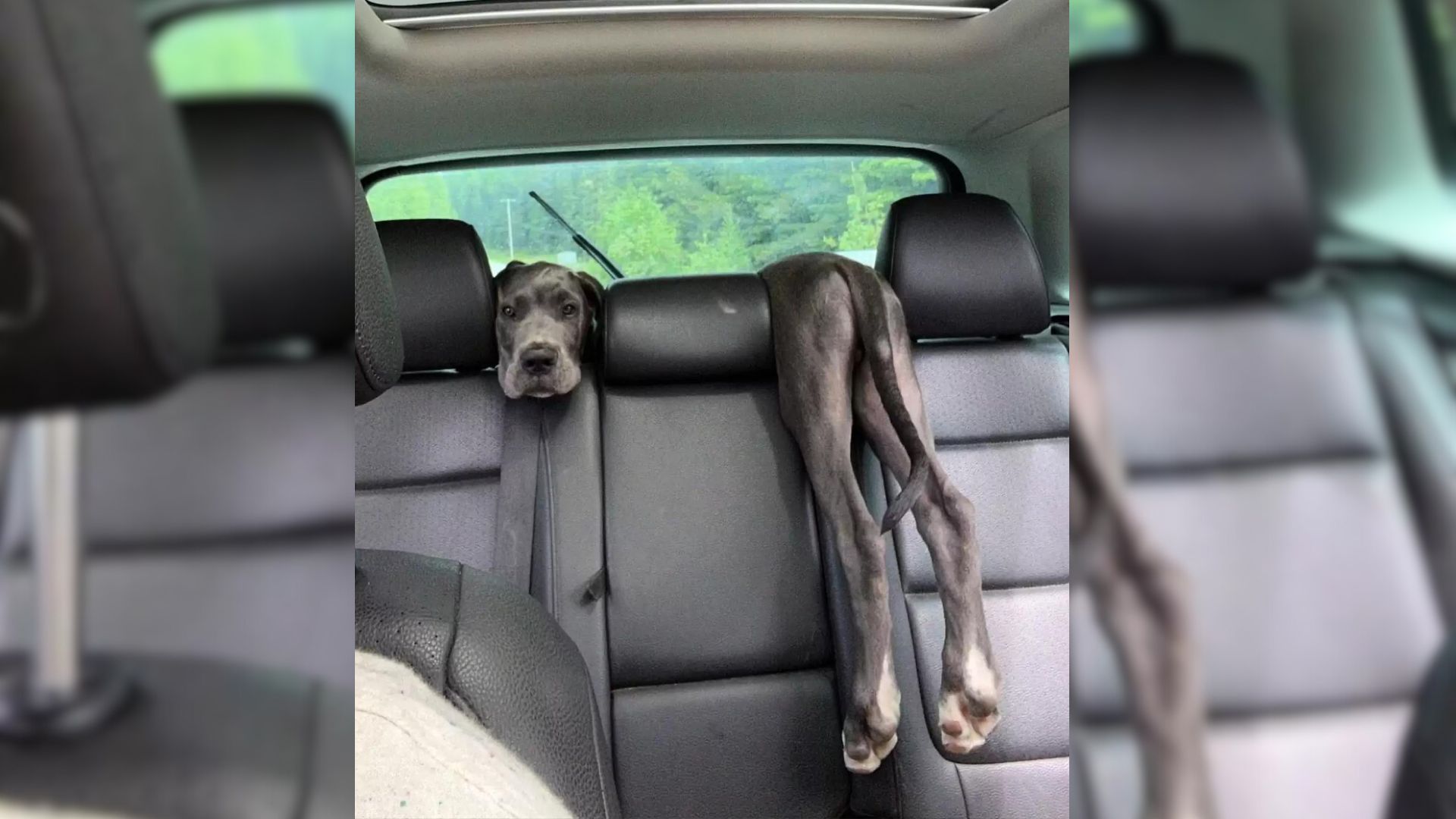 A Woman Is Driving With Her Dog When She Is Suddenly Surprised By A Weird Optical Illusion