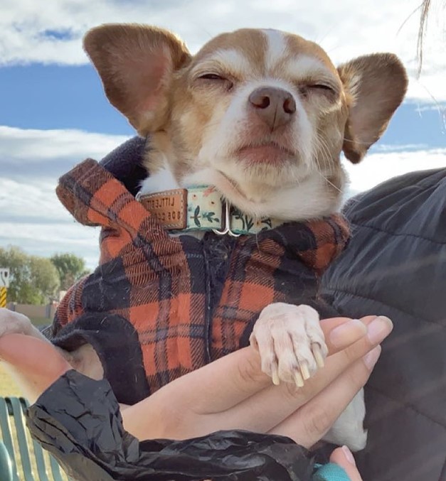 a woman is holding a chihuahua in her arms, which has closed its eyes