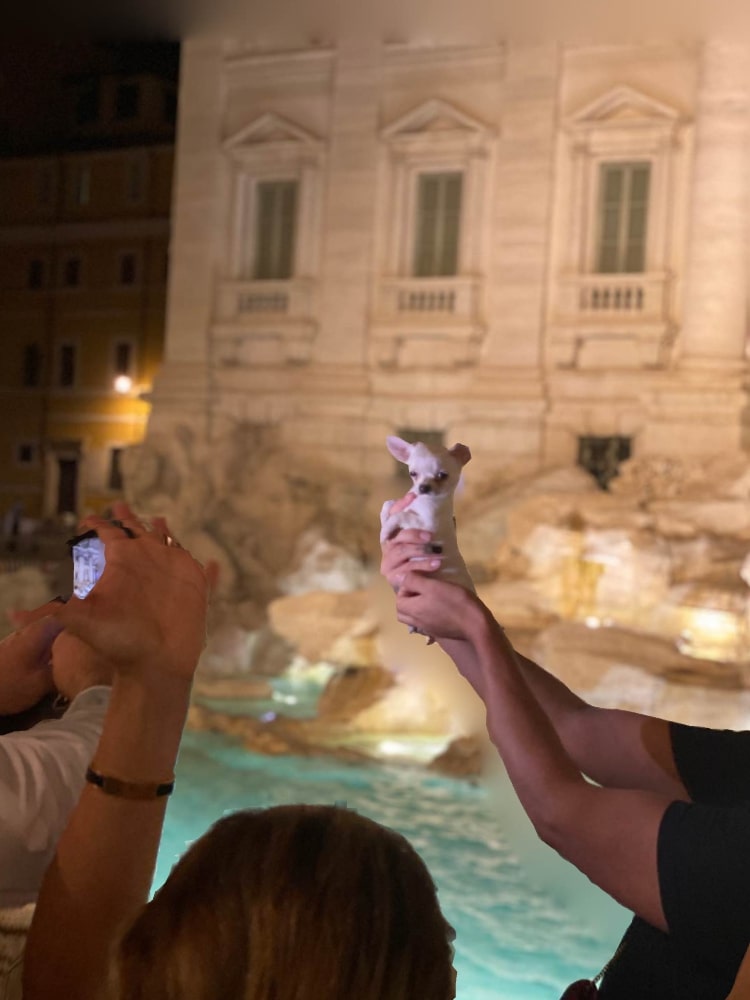 a woman is holding a Chihuahua in her hand, the other is a photographer