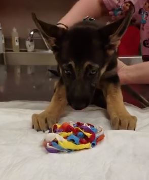 a woman is holding a puppy looking at a toy