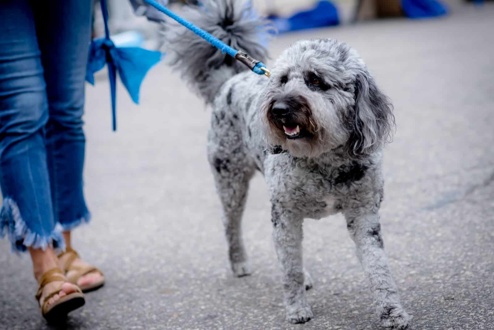 a woman leads a Blue Goldendoodle dog on a leash