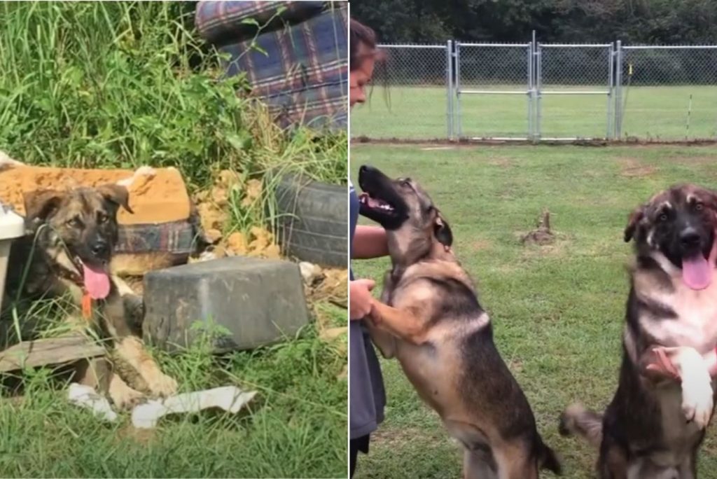 a woman plays with an adopted German shepherd
