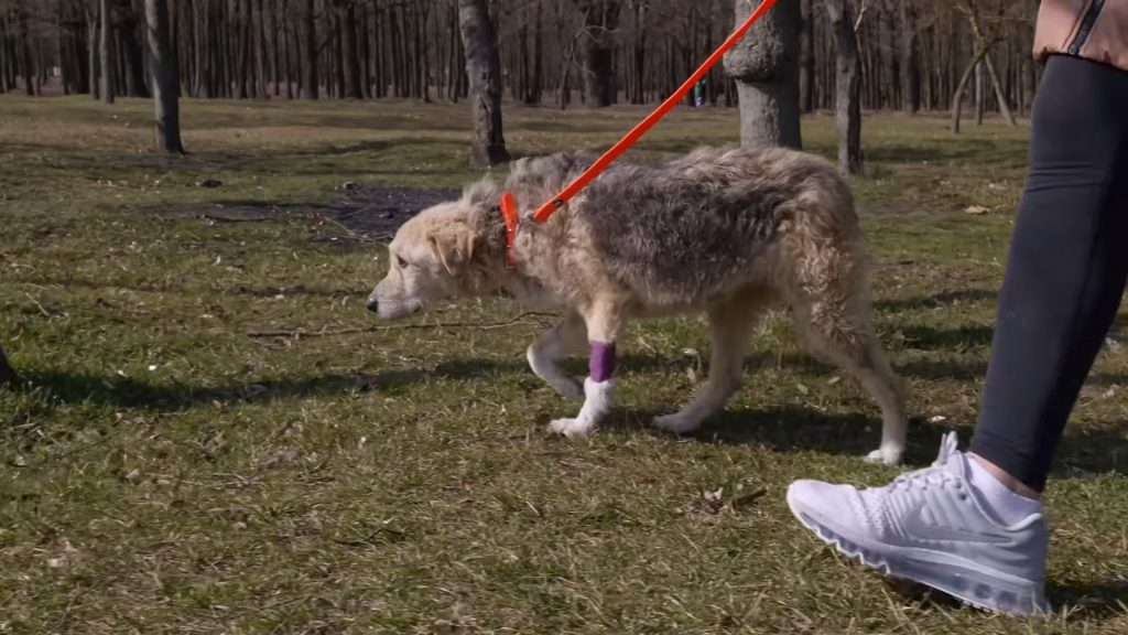 a woman rescued a stray dog and walks slowly through the park