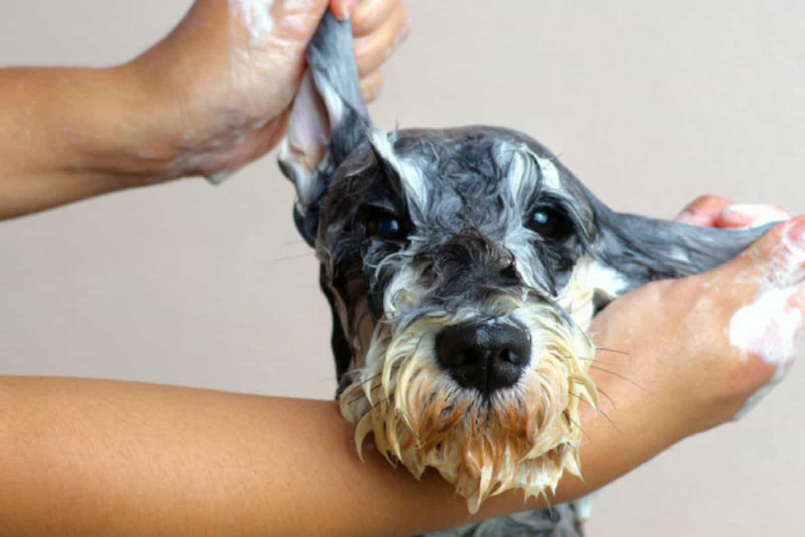 a woman rubs baking soda on a dog