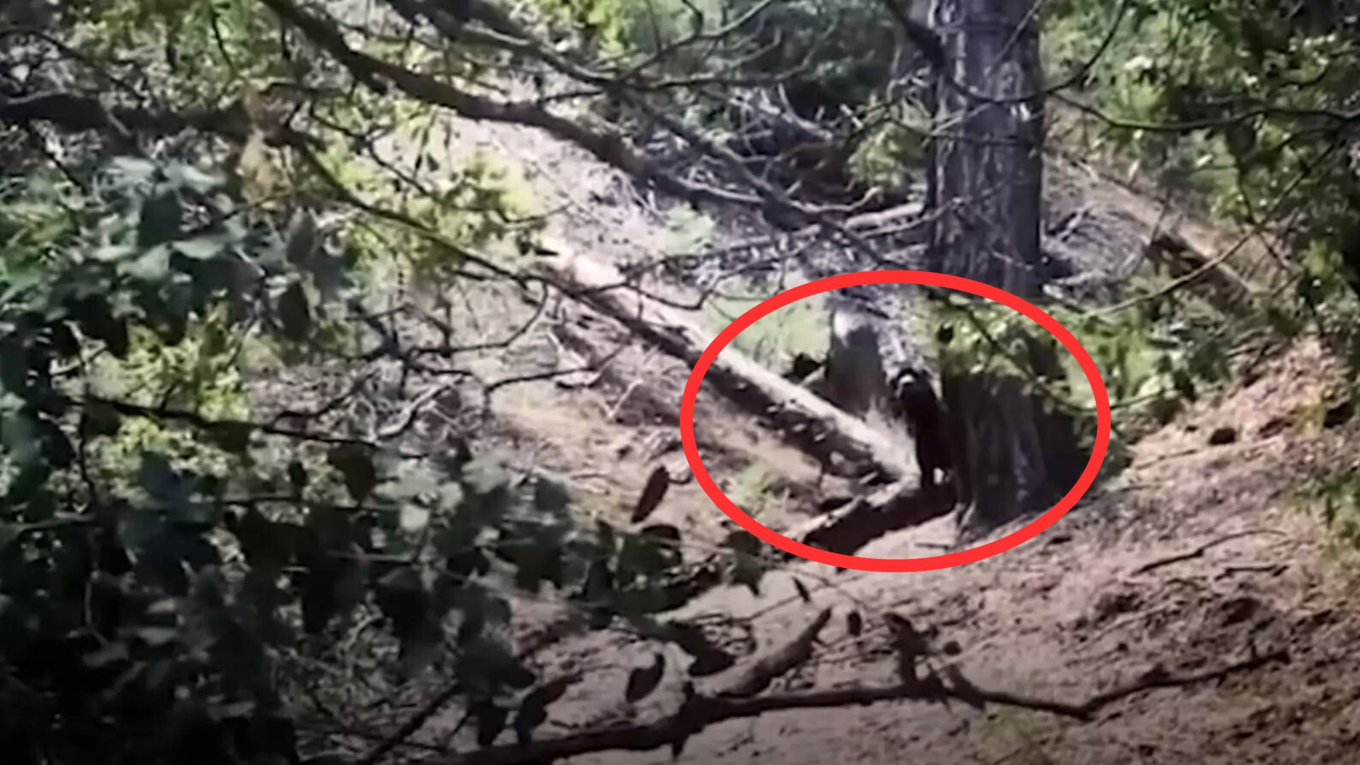 Hiker Notices An Animal Staring At Him From The Trail And Then Learns What It Really Is