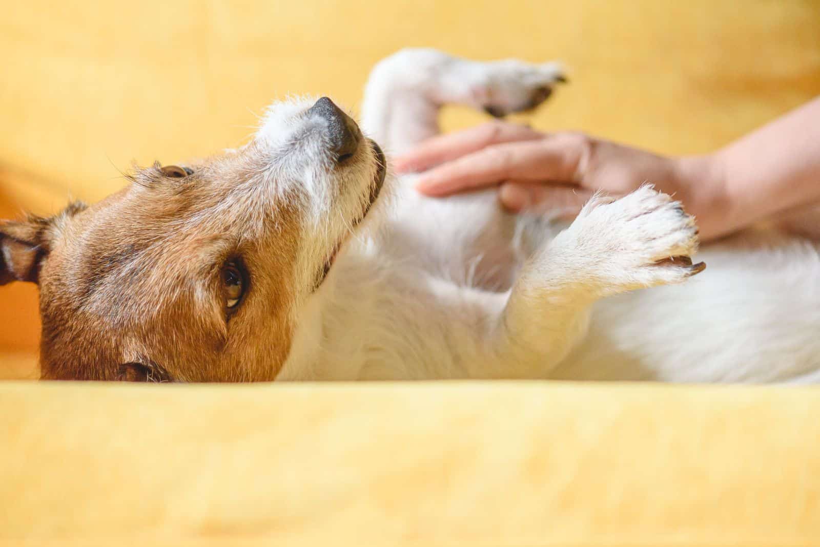 a woman strokes a dog's belly