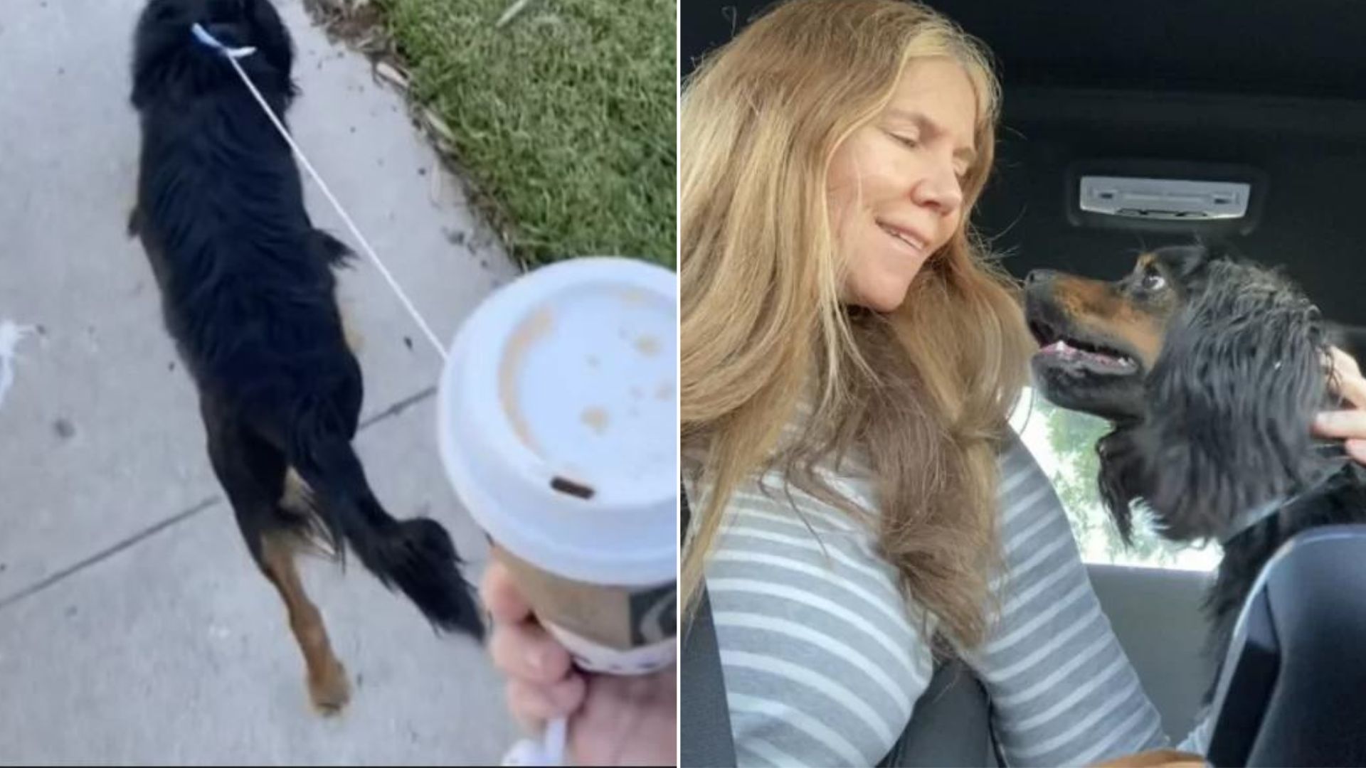 A Woman Thinks Of A Clever Way To Bring A Lost Pup Back To Her Home