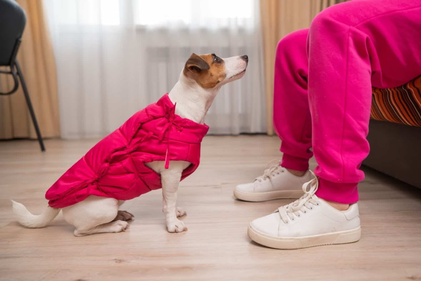 a woman trains a dog to sit