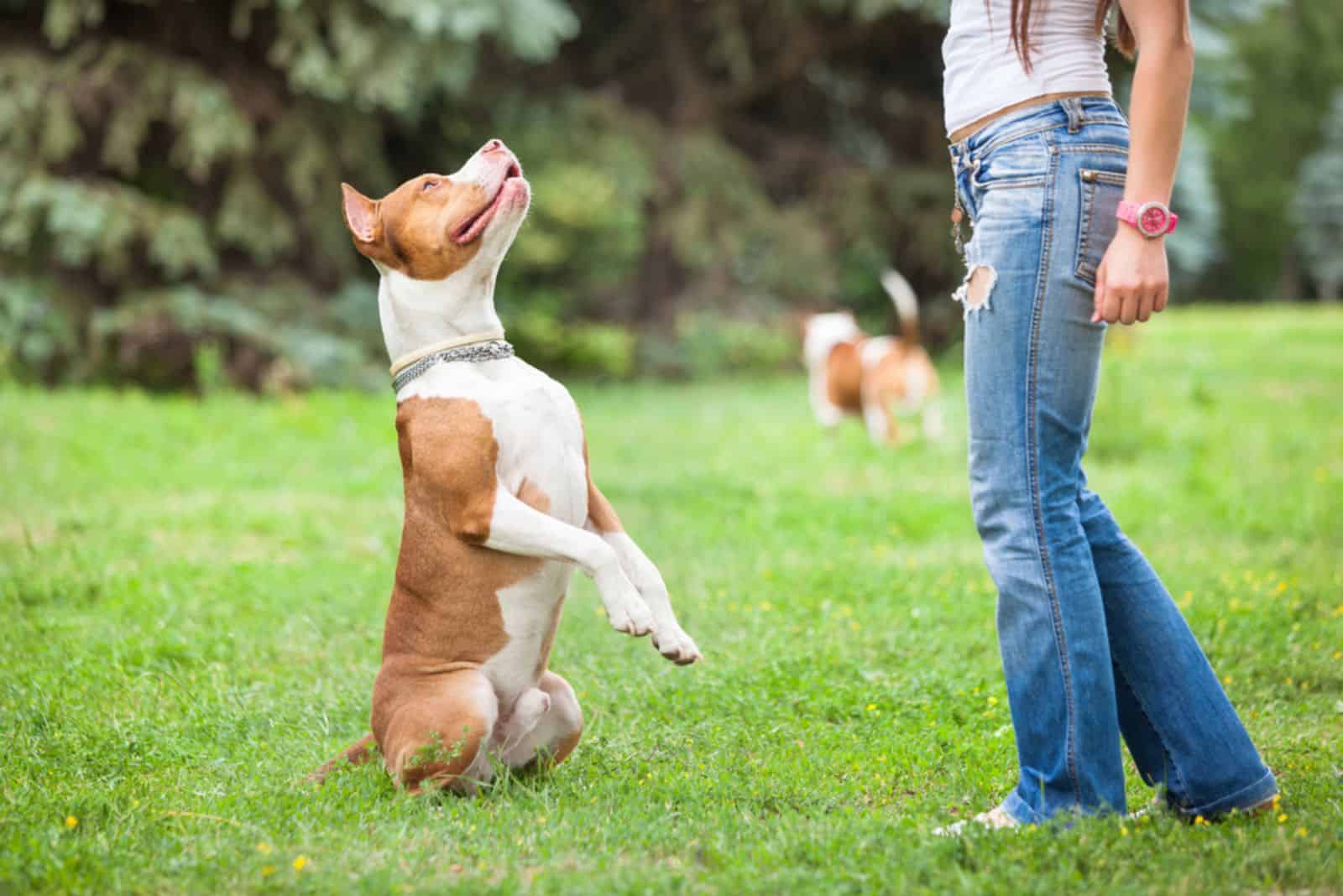 a woman trains a pitbull in the park