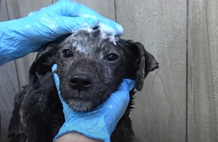 a woman with blue gloves bathes a dog in her hand