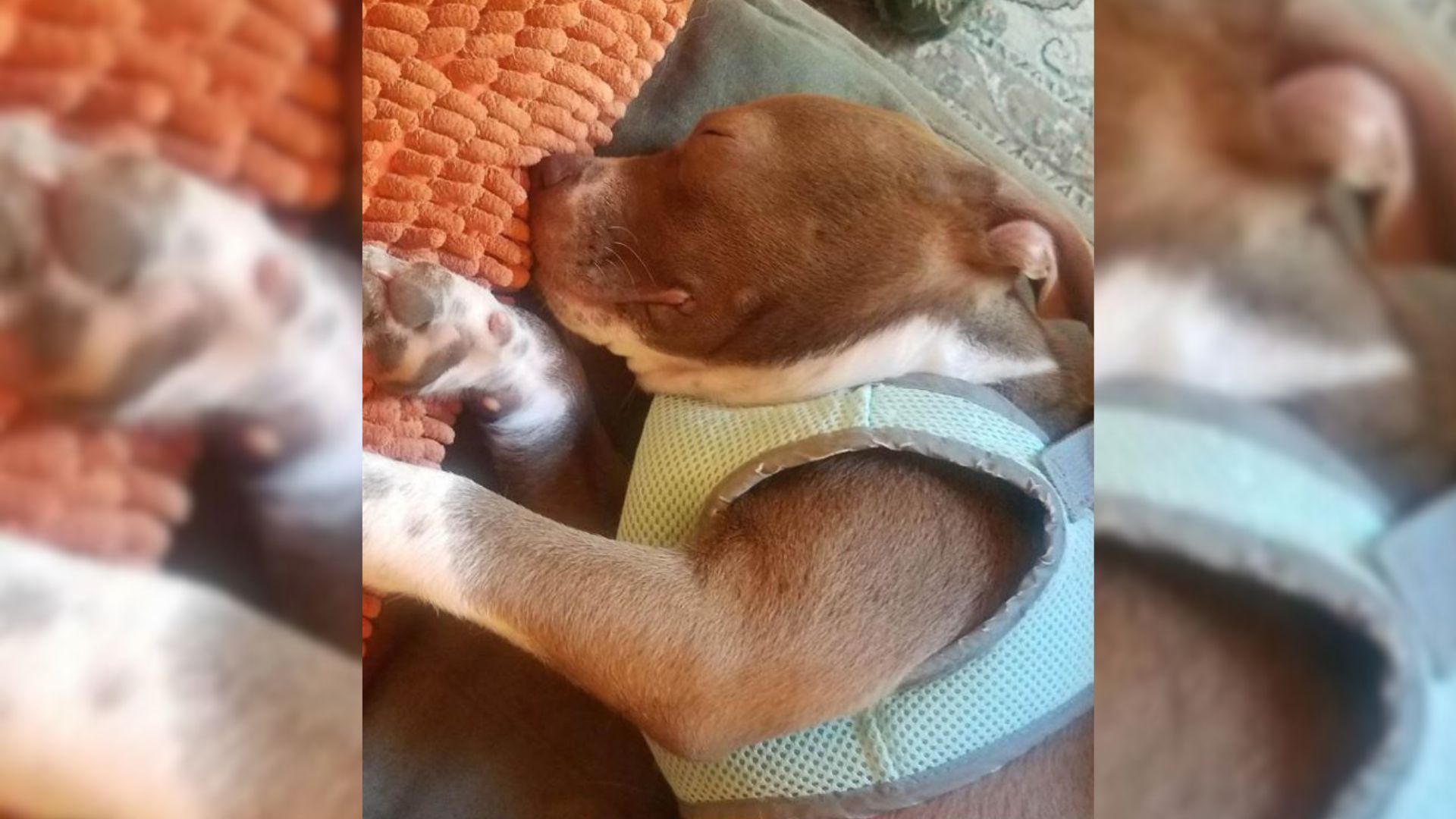 Blind Rescue Dog Shocks His New Owners With His Amazing Hidden Ability