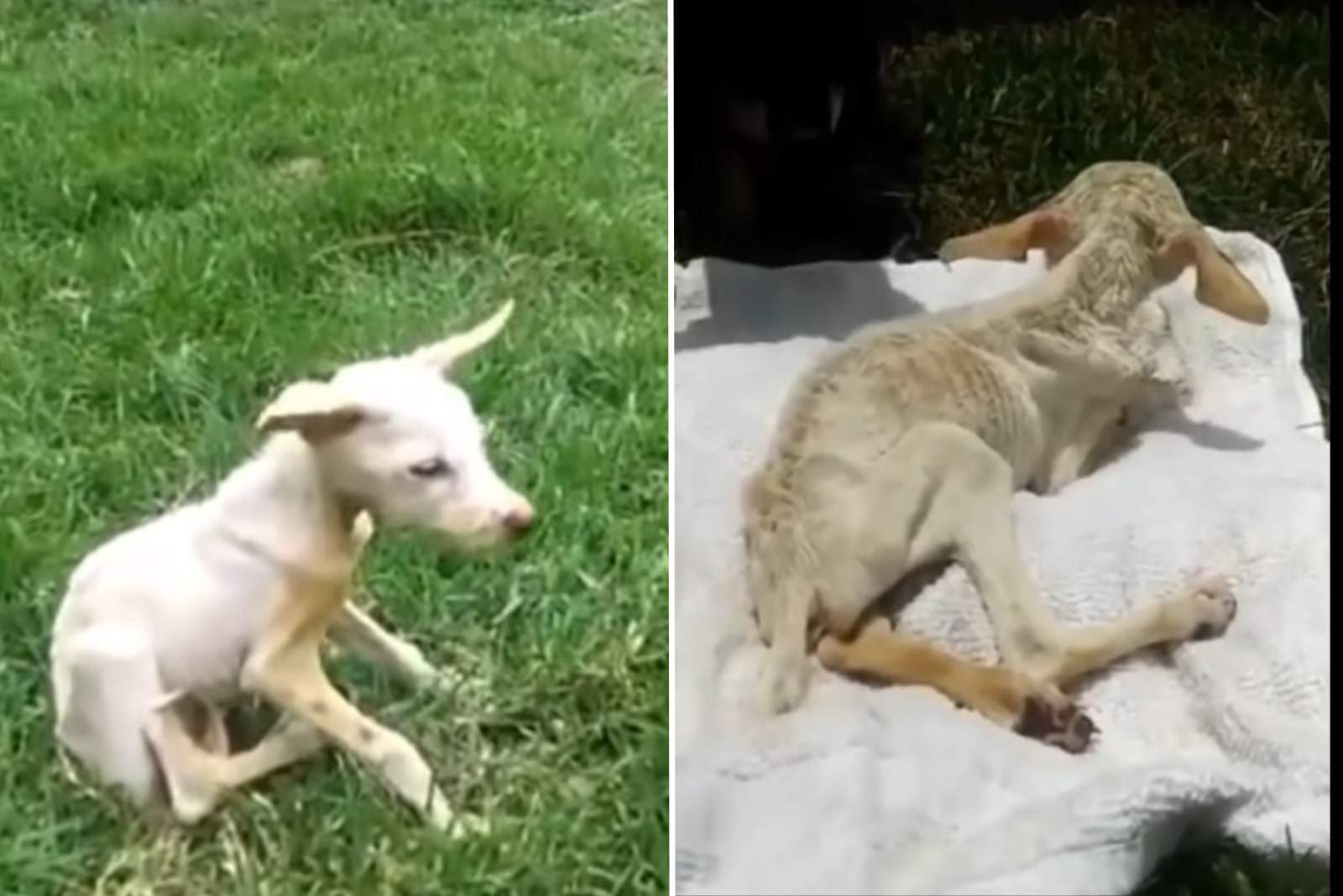 After Being A Victim Of Animal Cruelty, Noah, The Starving Puppy, Gets A Fresh Start