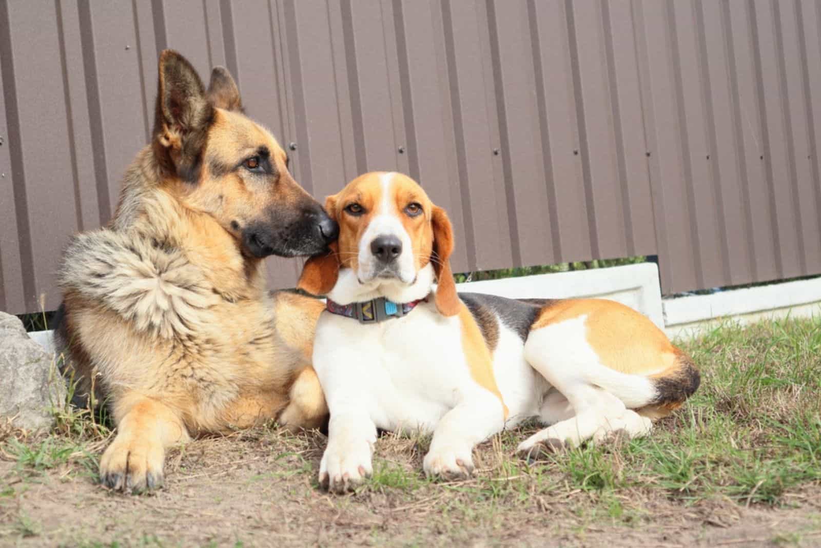 A young beagle lies with German Shepherd on the green grass