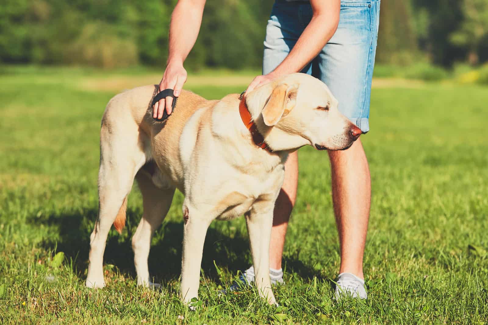 a young man brushing a retriever in a meadow