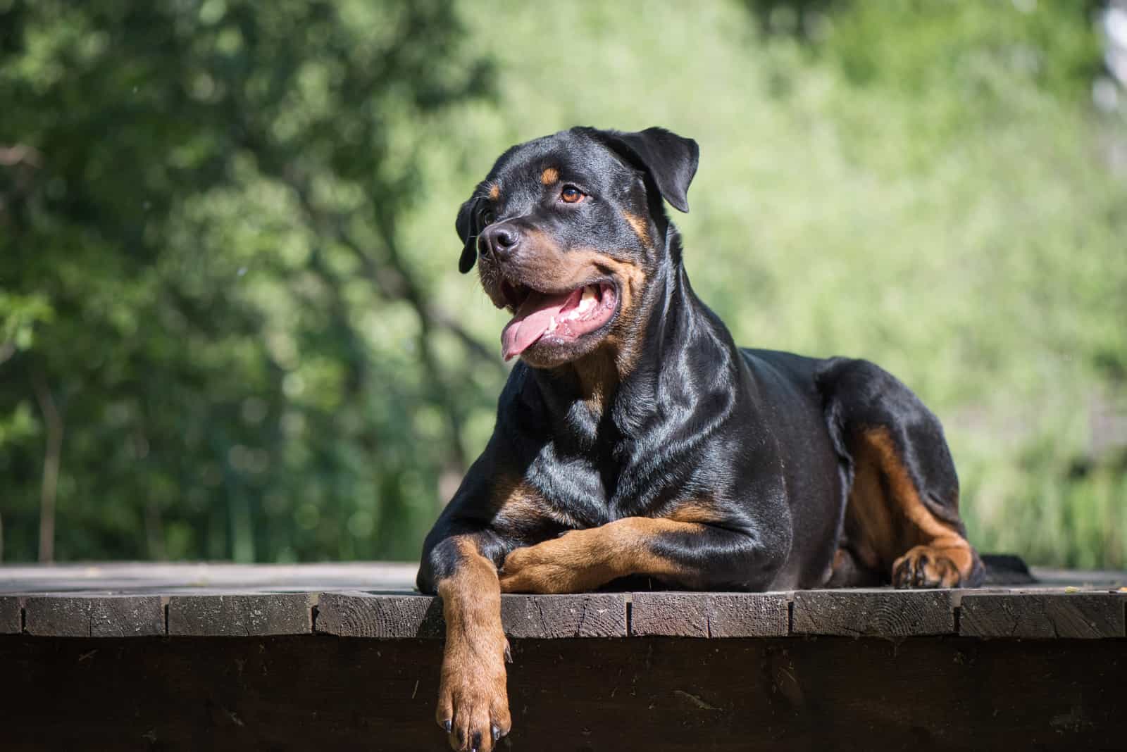 a young Rottweiler lies on a wooden dock