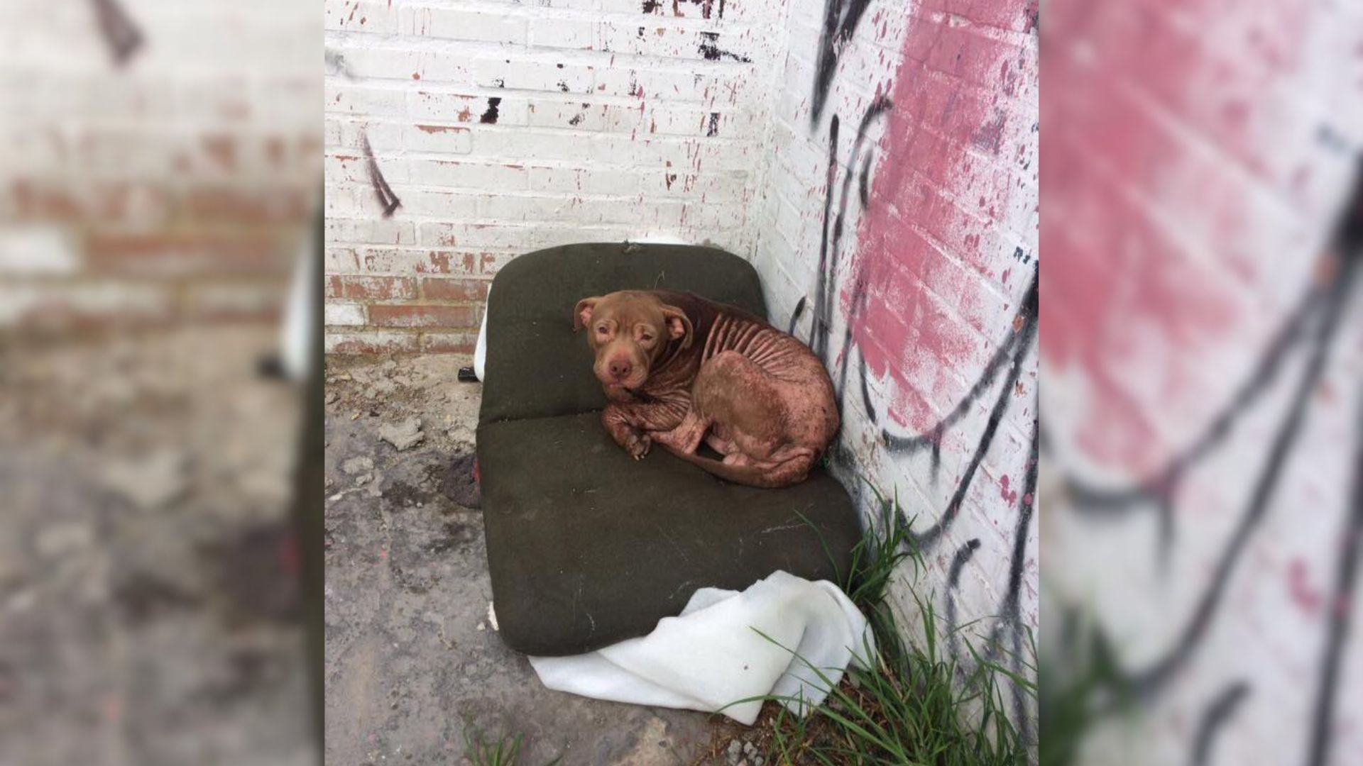 Bulldog Couldn’t Trust Humans At All But Then He Met His Kind Rescuers