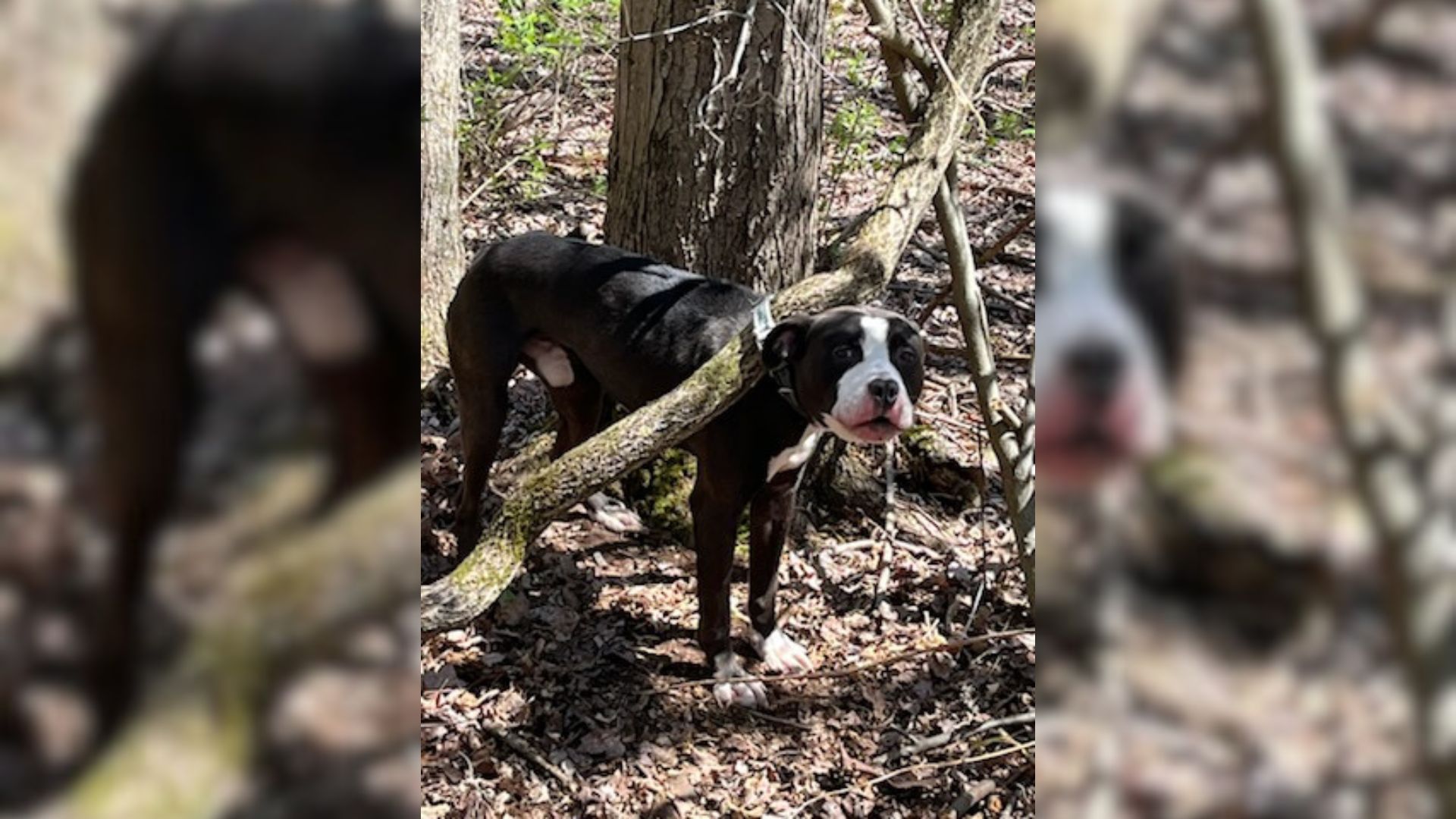 Abandoned, Confused Pup Found Strapped To A Tree Is Finally Ready To Start His New Life