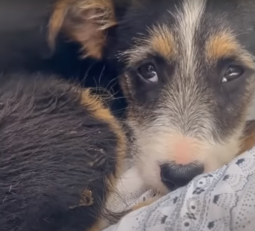 abandoned dog curled up