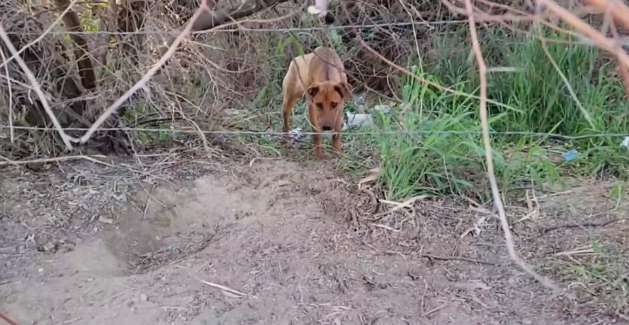 abandoned dog in the woods